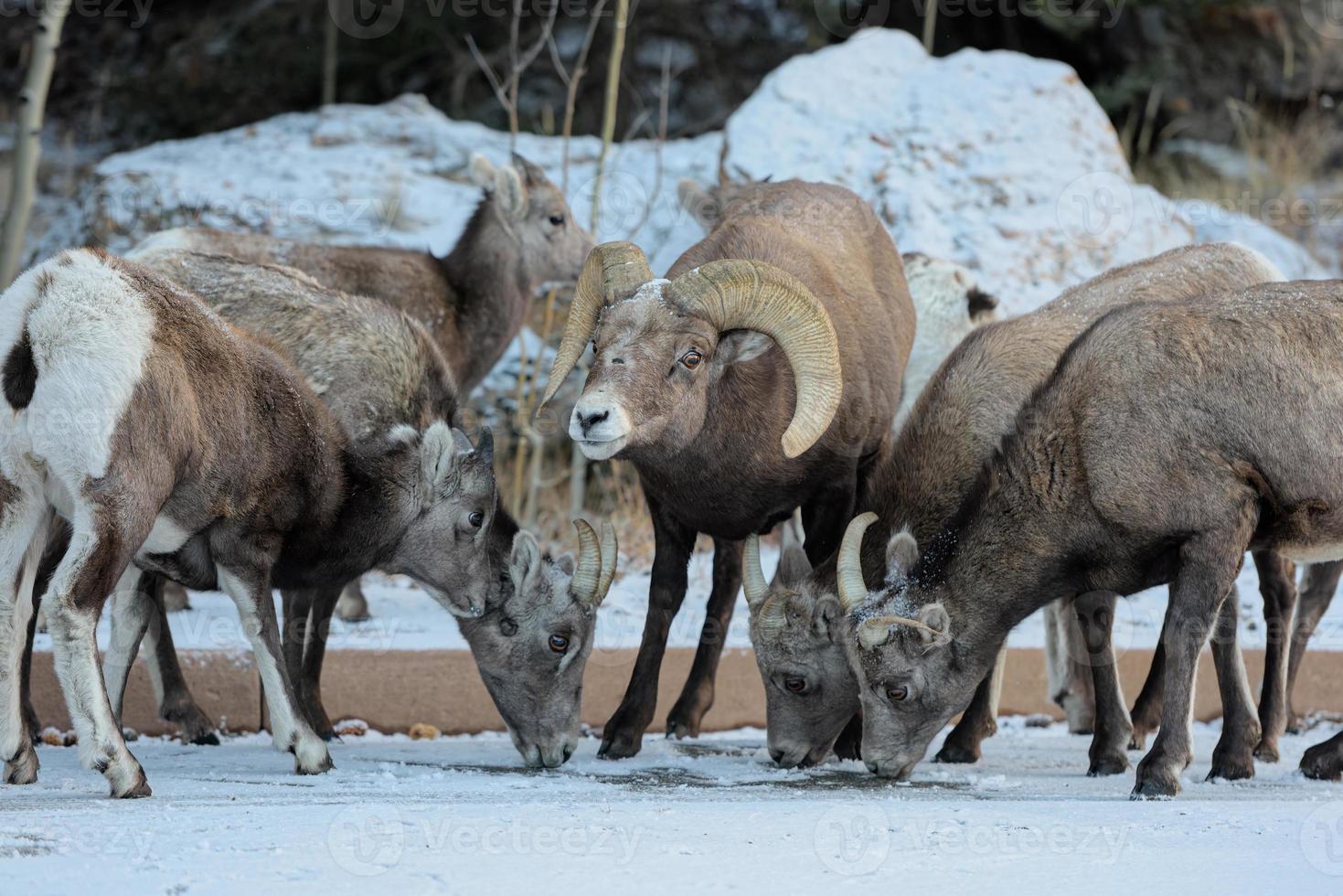 Colorado steniga berg bighorn får foto