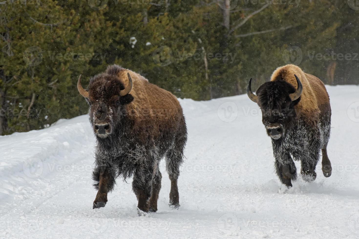 flock amerikansk bison, Yellowstone nationalpark. vinterscen. foto