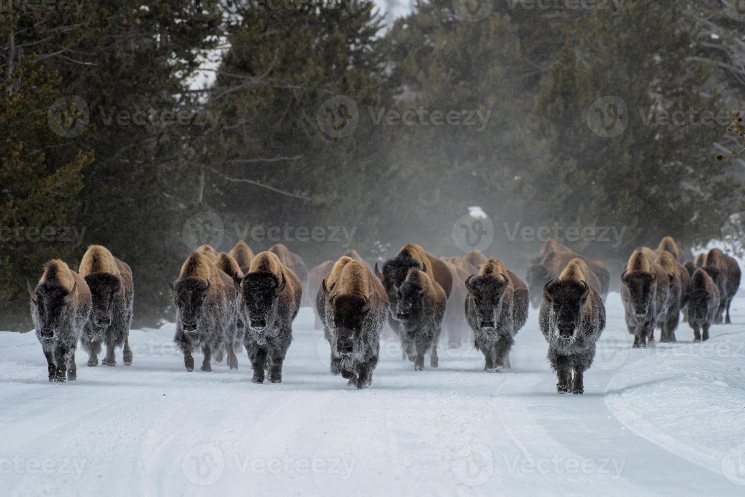 flock amerikansk bison, Yellowstone nationalpark. vinterscen. foto