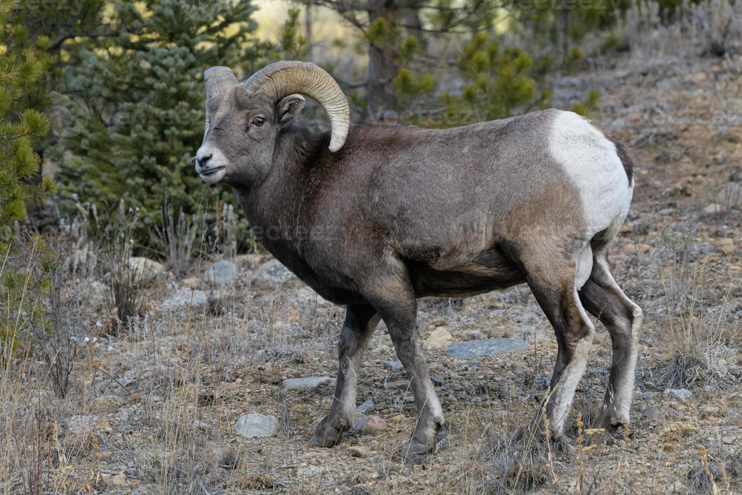 Colorado steniga berg bighorn får foto