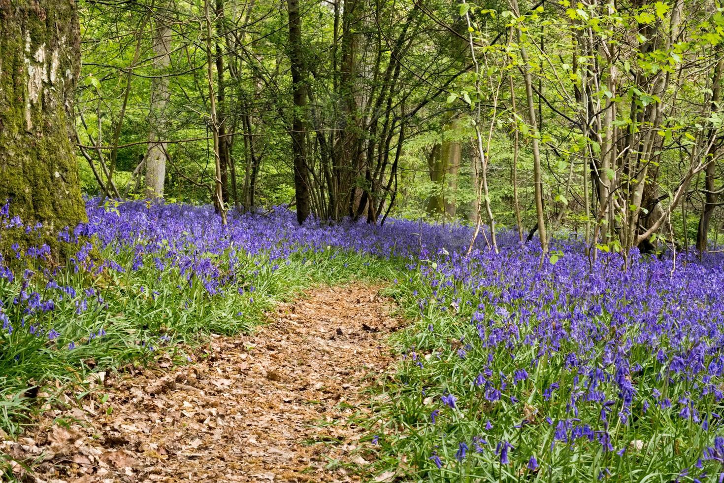 blåklockor i staffhurst skog nära oxted surrey foto