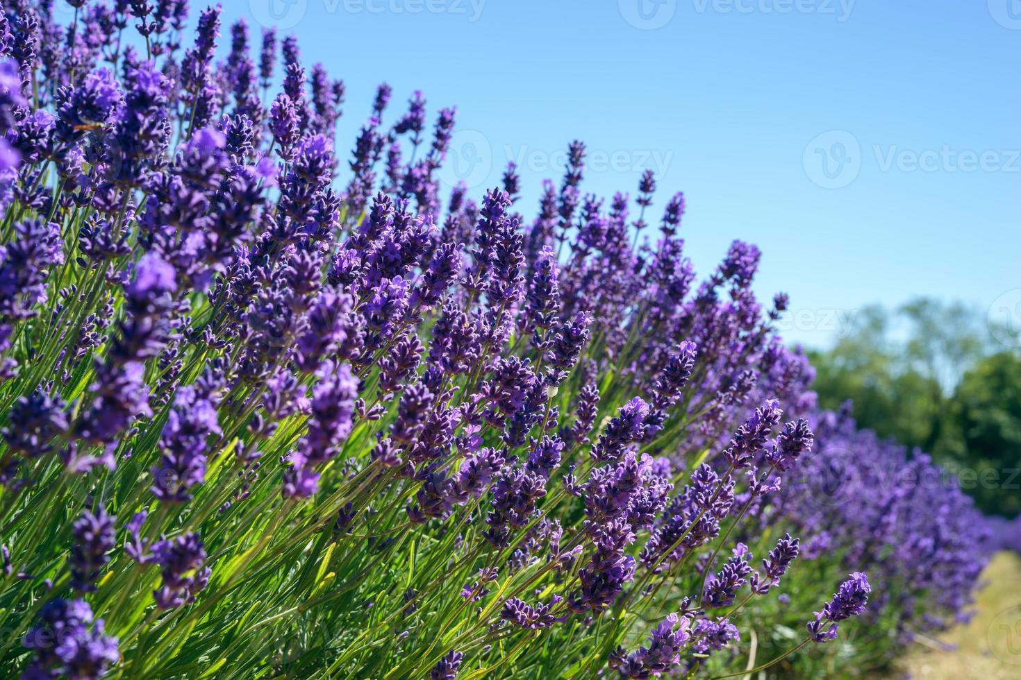 fält av livfulla lavendelblommor på en solig sommardag foto