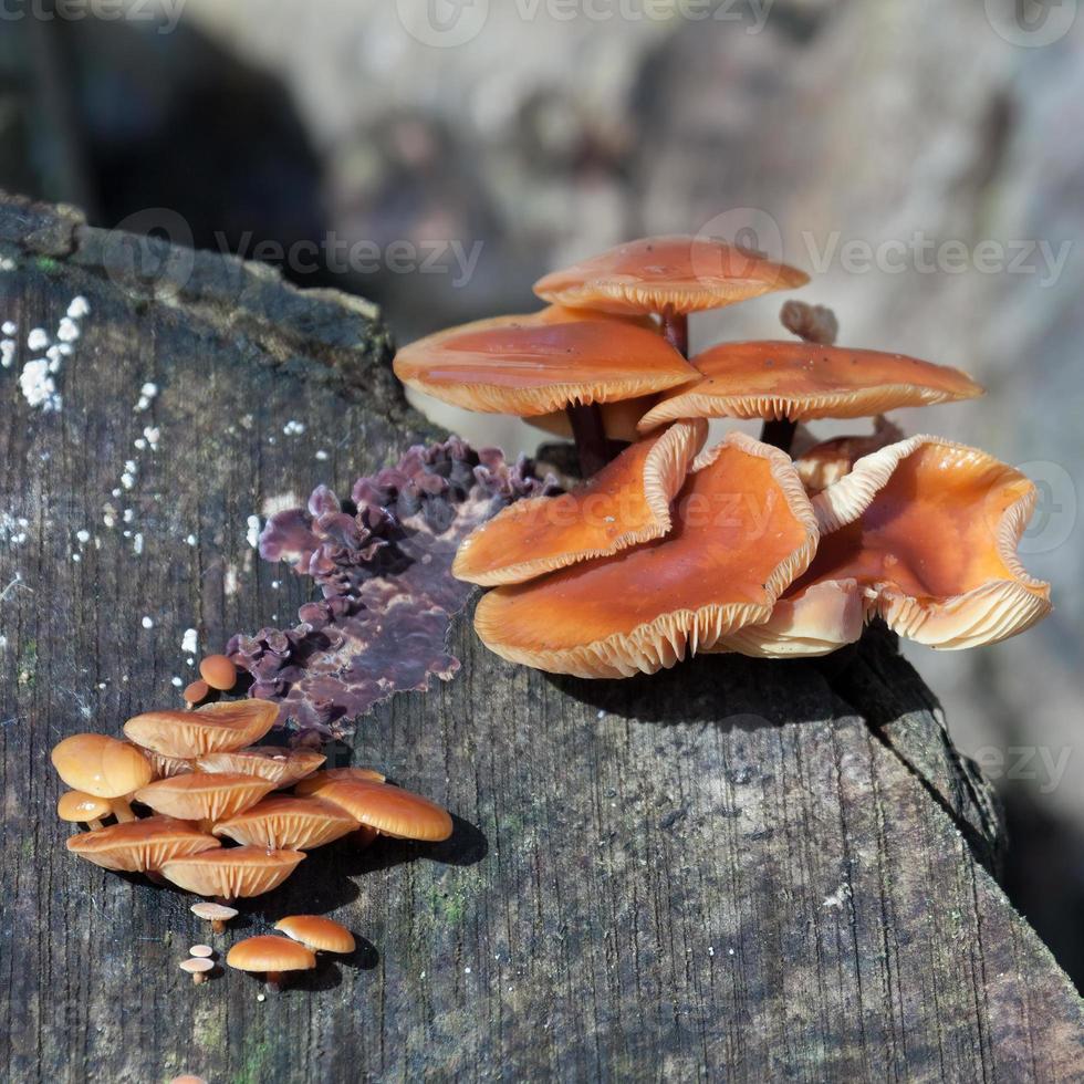 sammetsskaftsvampar som växer på en gammal trädstubbe foto