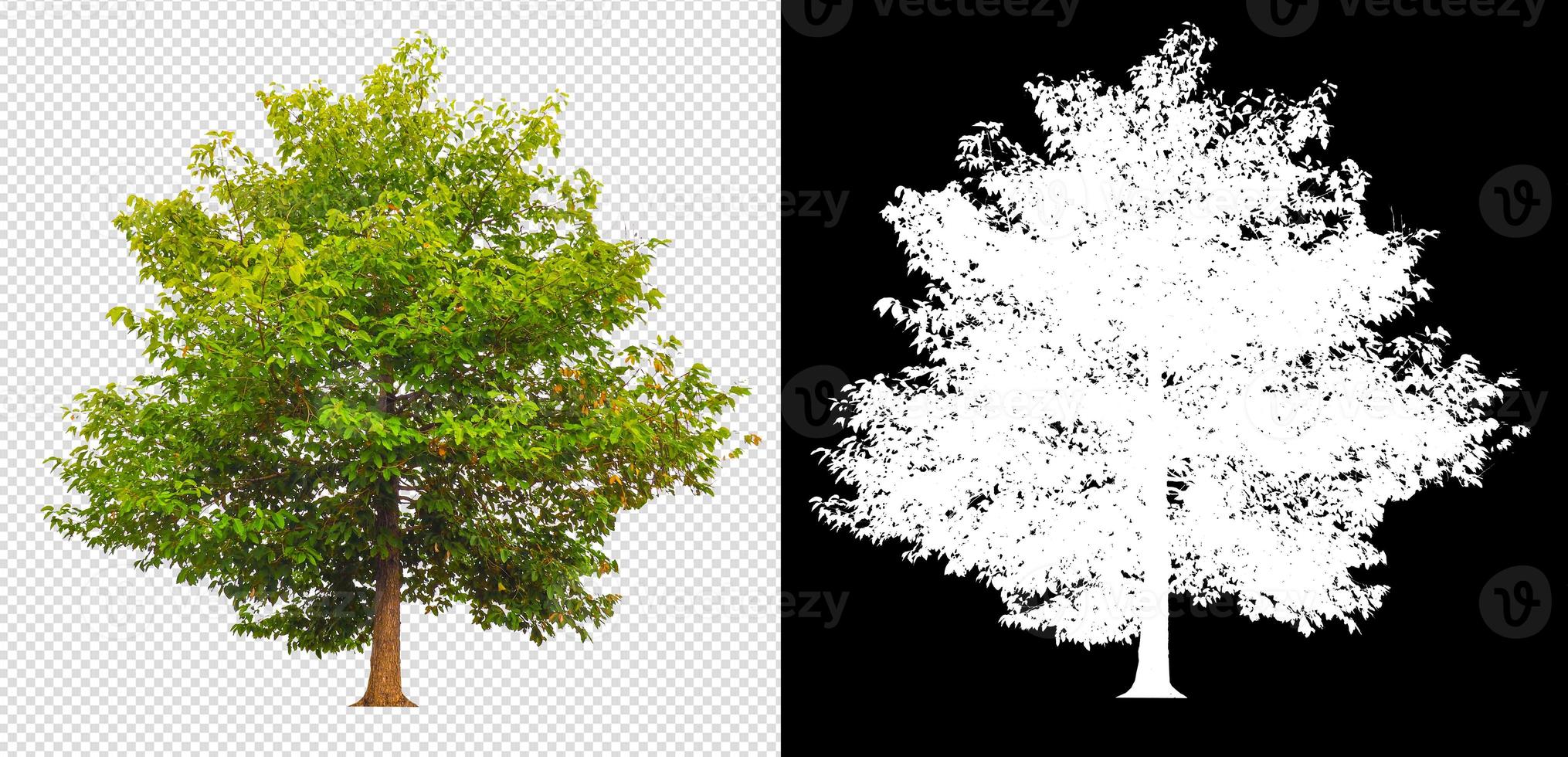 träd på transparent bakgrundsbild och alfakanal foto
