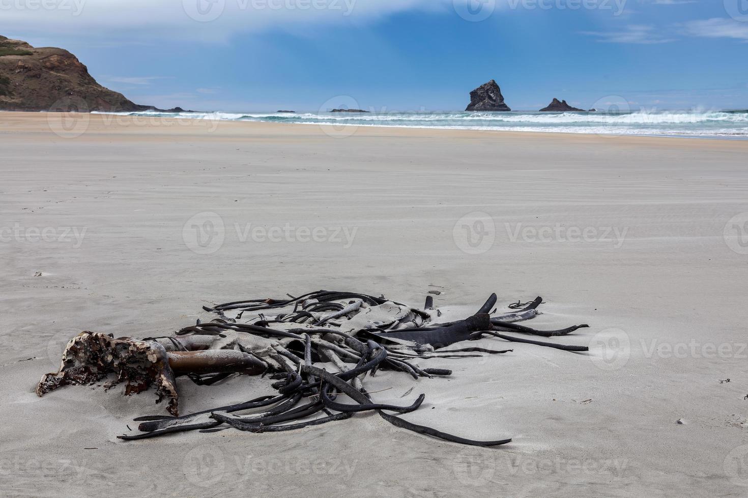 gren av kelp spolas iland vid sandfly bay södra ön Nya Zeeland foto