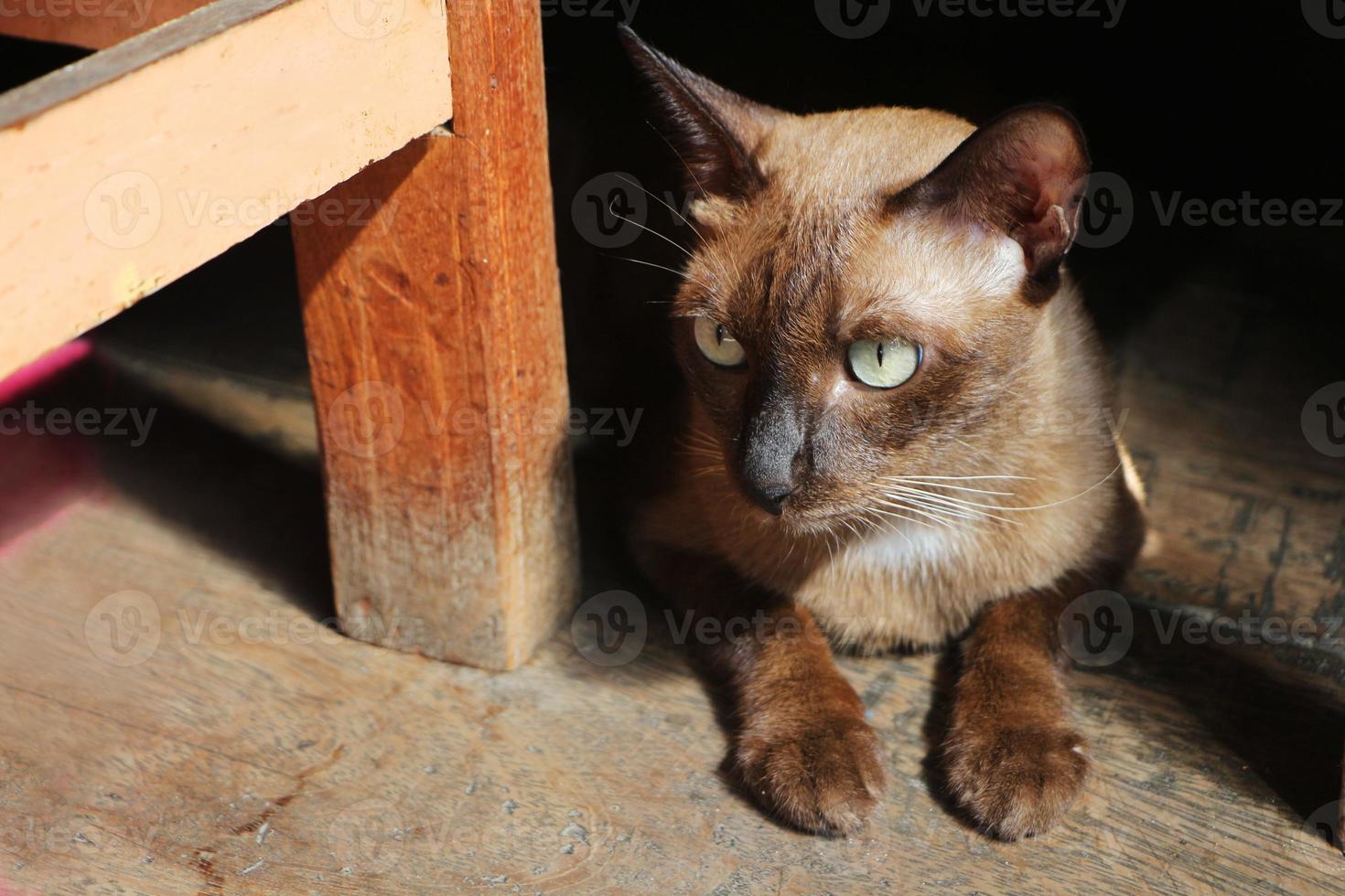 burmesisk katt som ligger under bordet på golvet och den tittar på något. foto