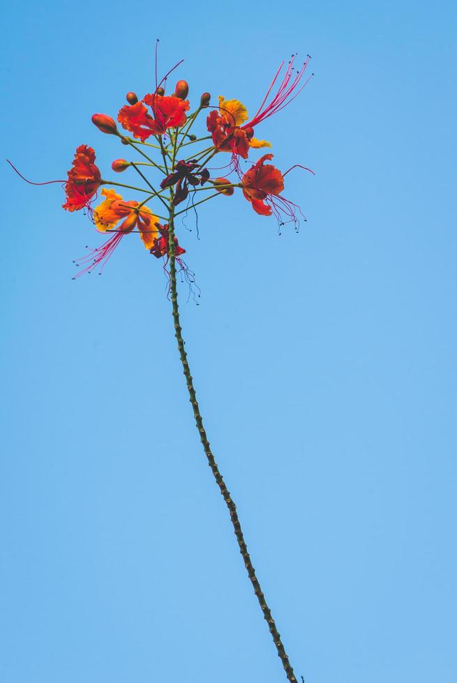 bakgrund blomma caesalpinia pulcherrima foto