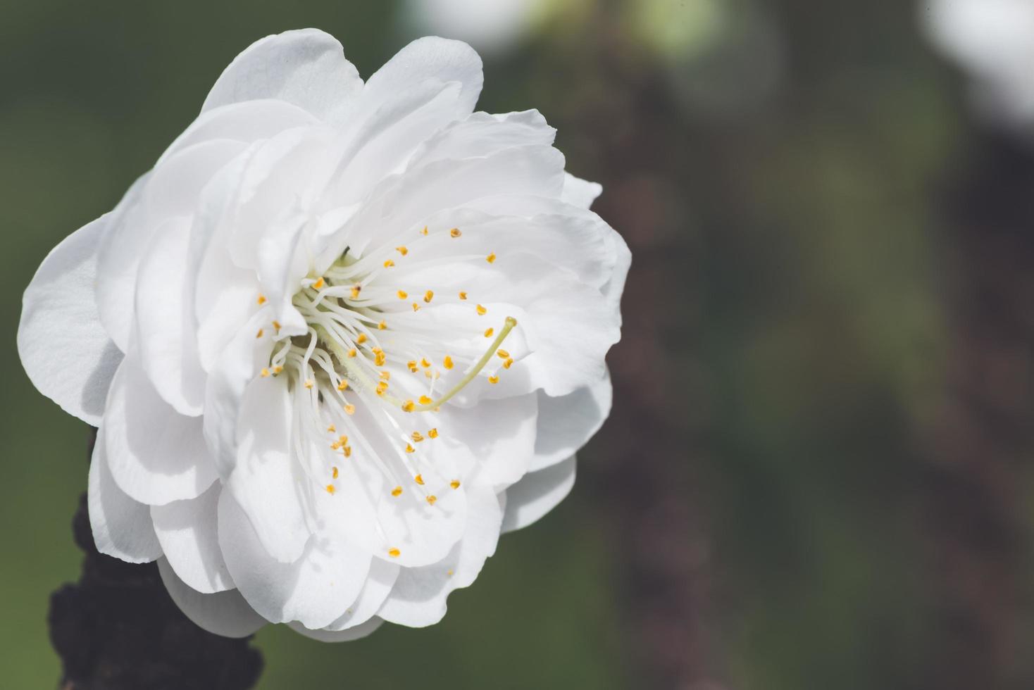 bakgrund natur blomma persika vita blommor foto