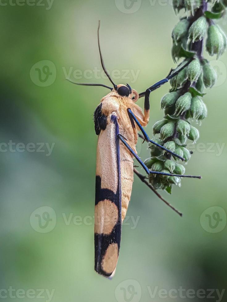 makroinsekter, fjärilar, nattfjärilar, flugor, myggor, larver, mantis på kvistar, bladblommor med naturlig bakgrund foto