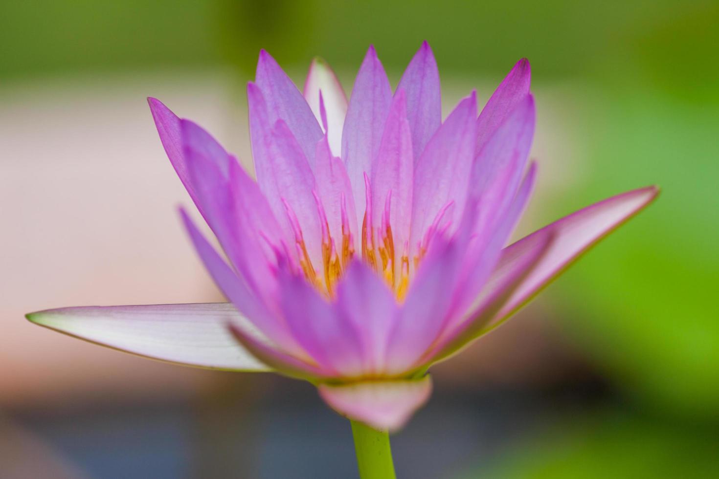 lila lotusblomma, Thailand foto