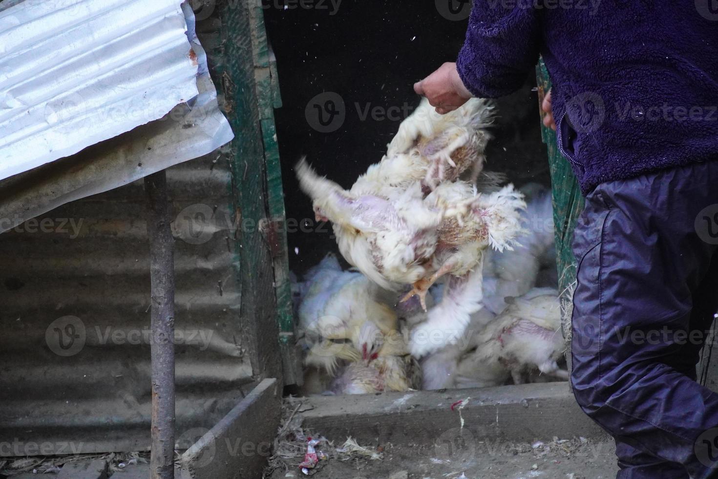 en slaktare med kycklinghandlare som säljer kött foto