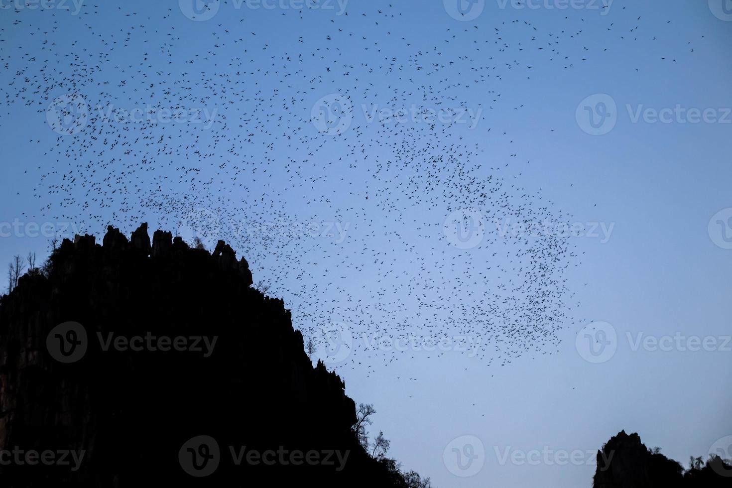 en massa fladdermöss flyger ut ur sin grotta på kvällen för att söka föda på vacker himmel. foto