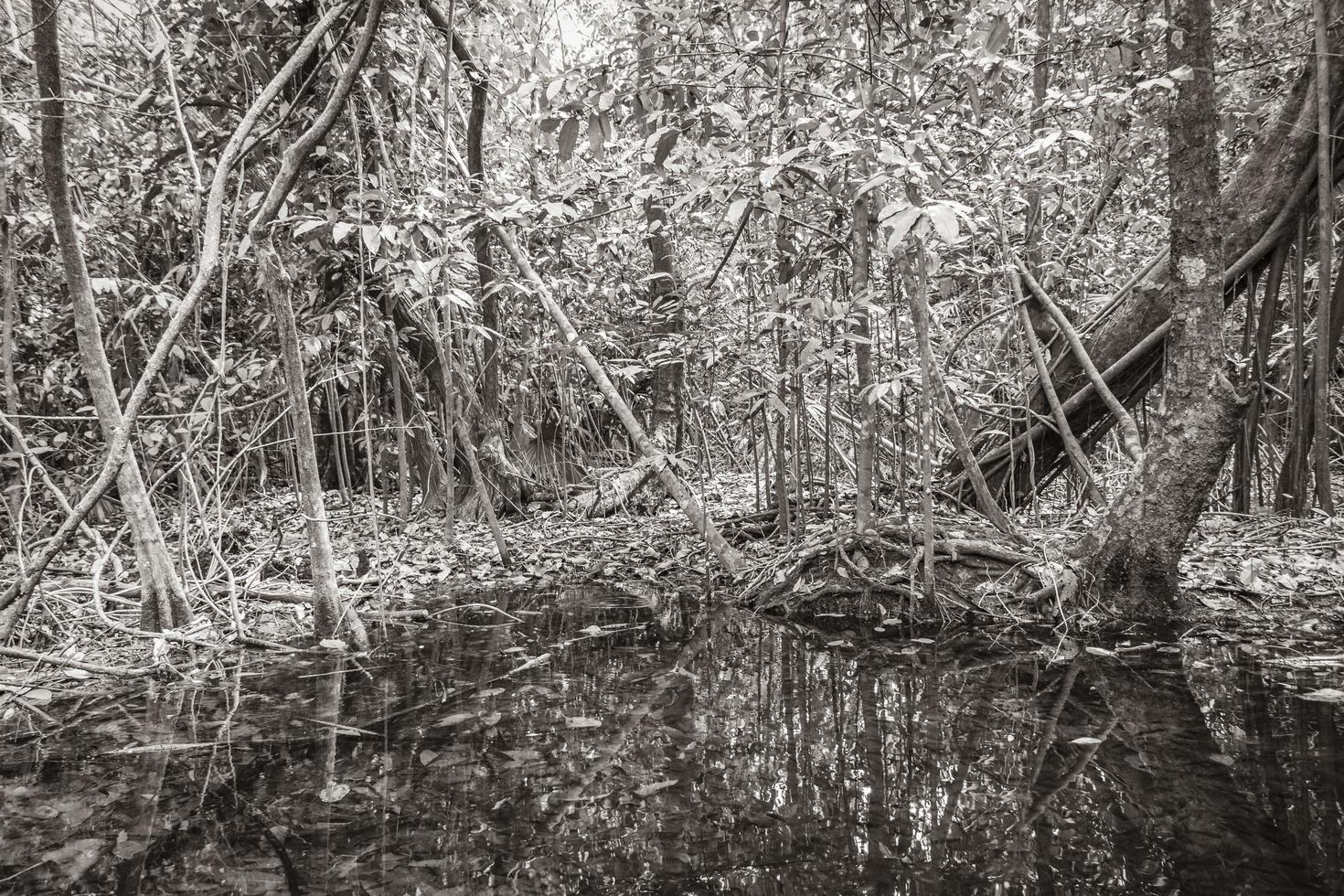 tropisk skog marint liv i damm sump vatten natur Mexiko. foto