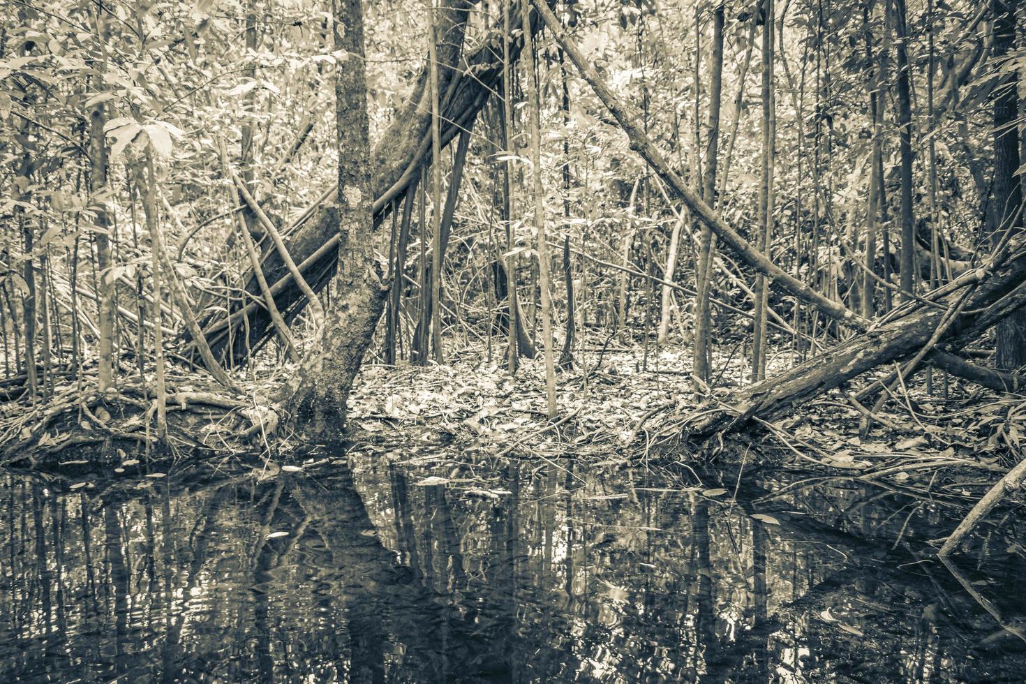 tropisk skog marint liv i damm sump vatten natur Mexiko. foto