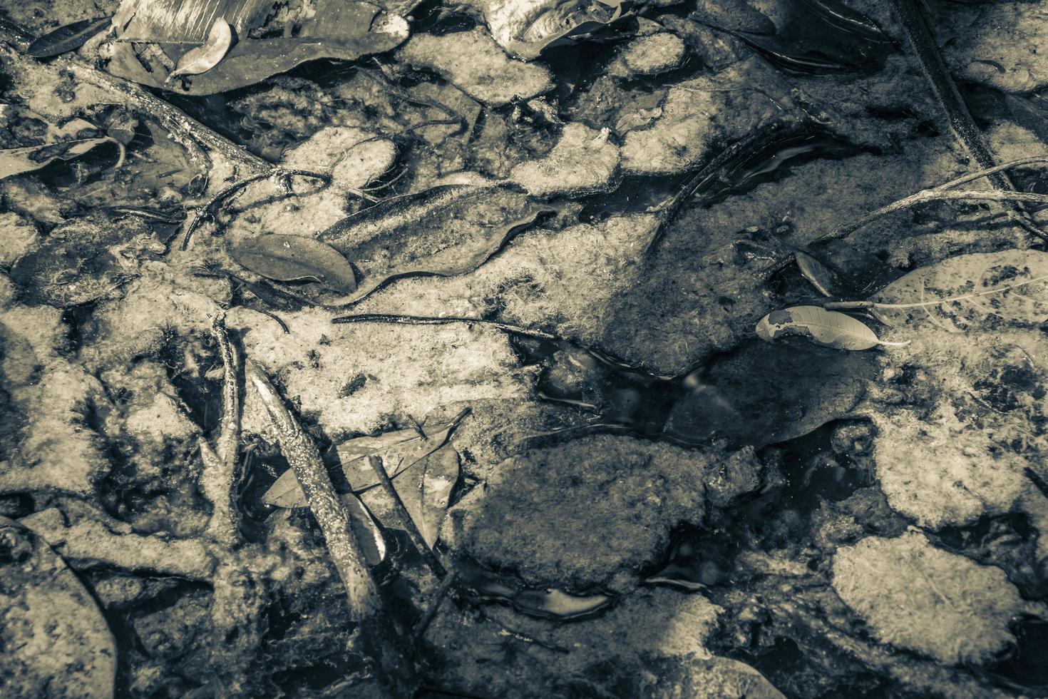 textur lövverk slem slem i damm sump vatten natur Mexiko. foto