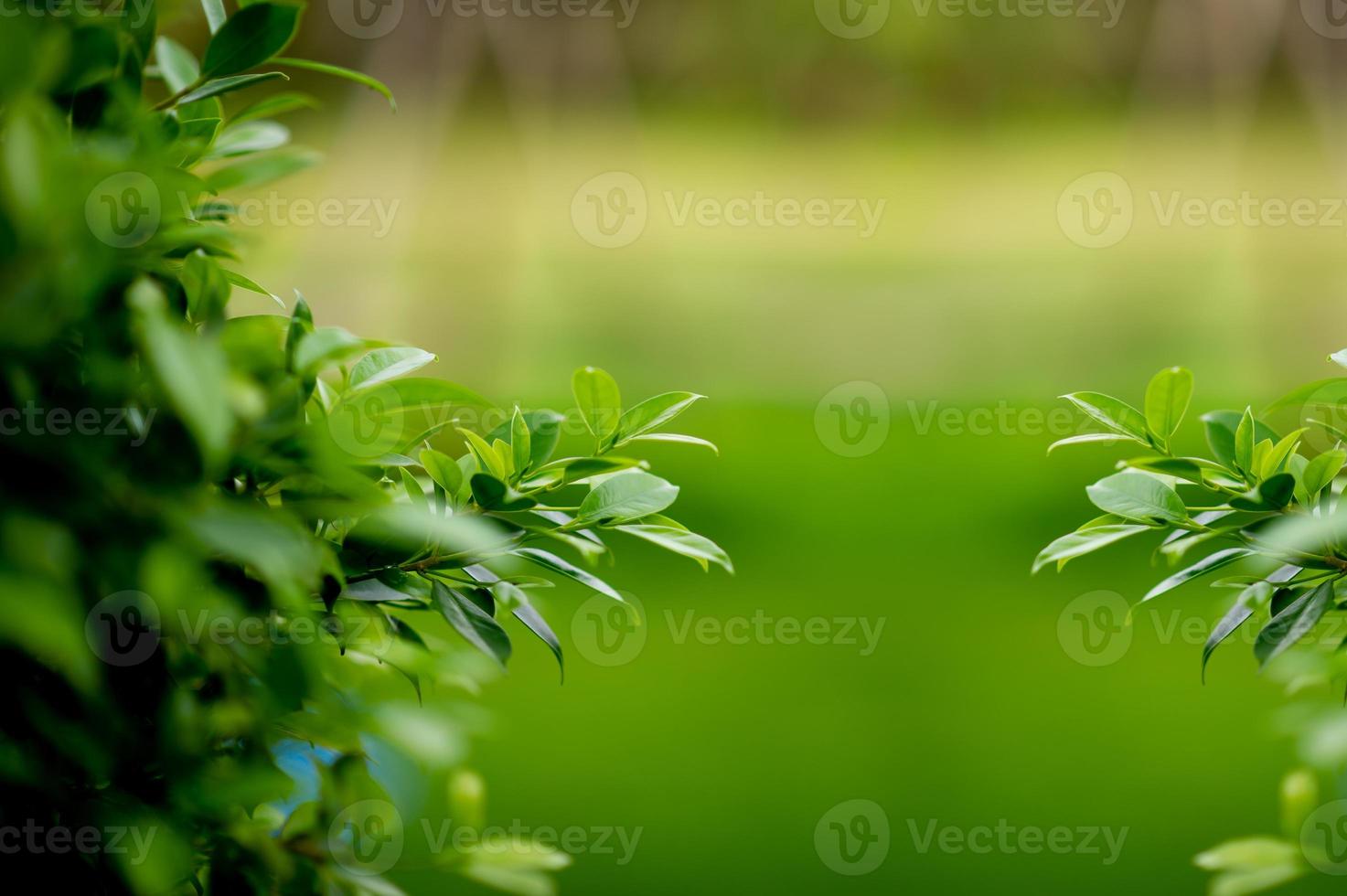 unga gröna lummiga skott av löv vackra, vackra naturliga koncept foto