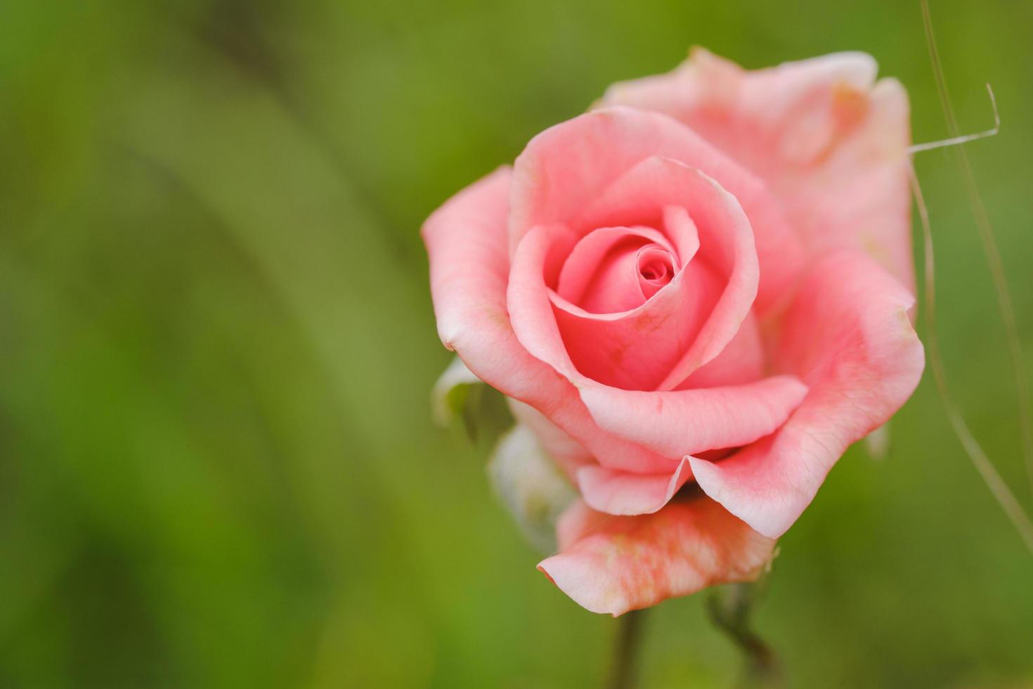 närbild rosa rosor i utomhusträdgården. mjukt fokus. foto