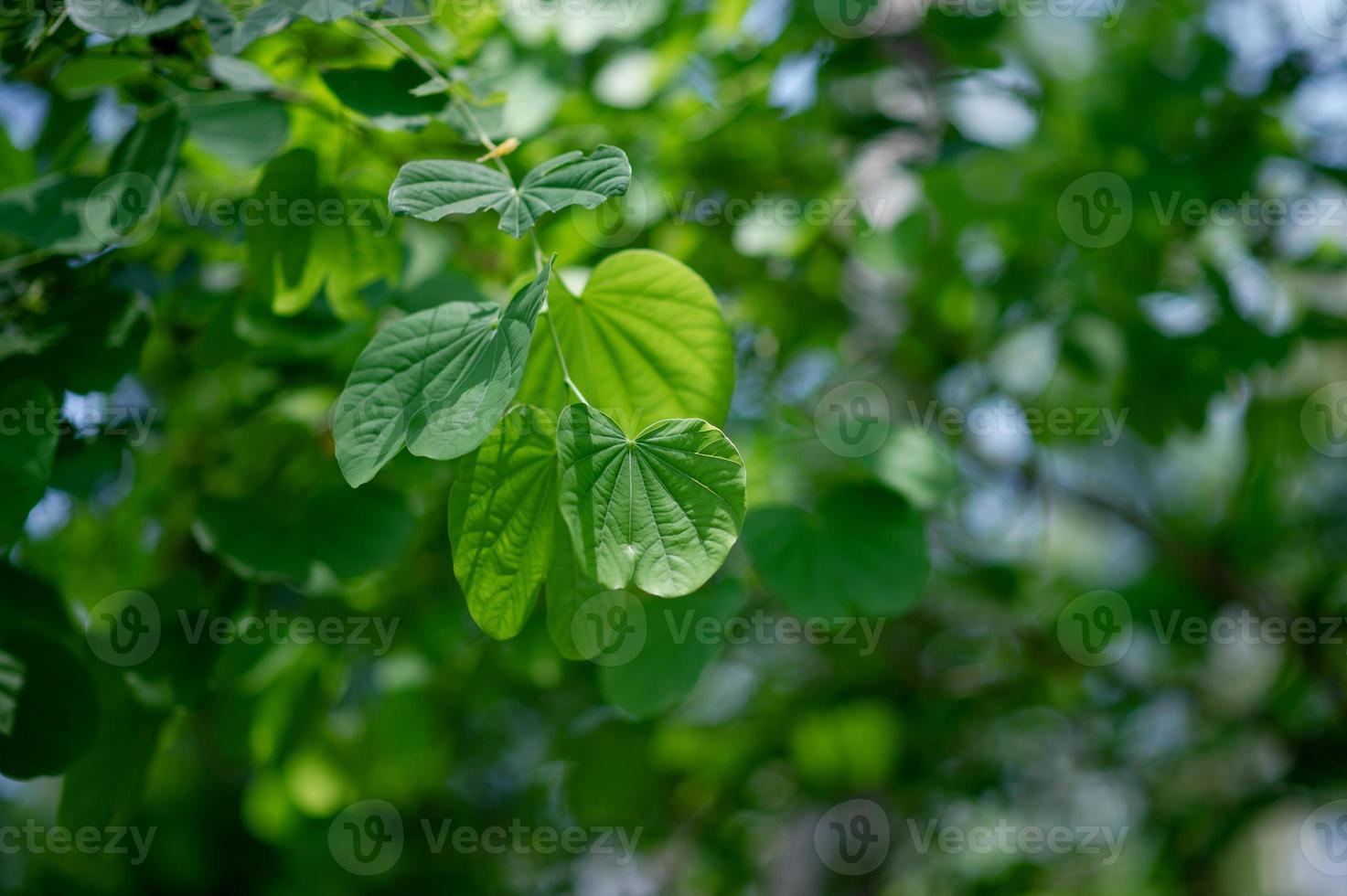 gröna löv finns i det gröna området under regnperioden. rikliga naturliga koncept foto