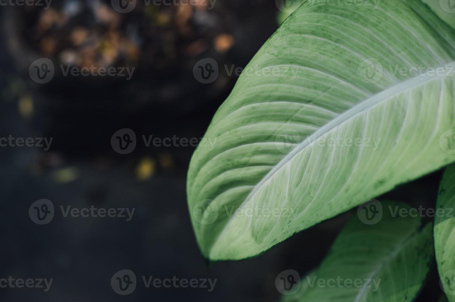 gröna löv från naturen grönområde och löv naturligt koncept foto