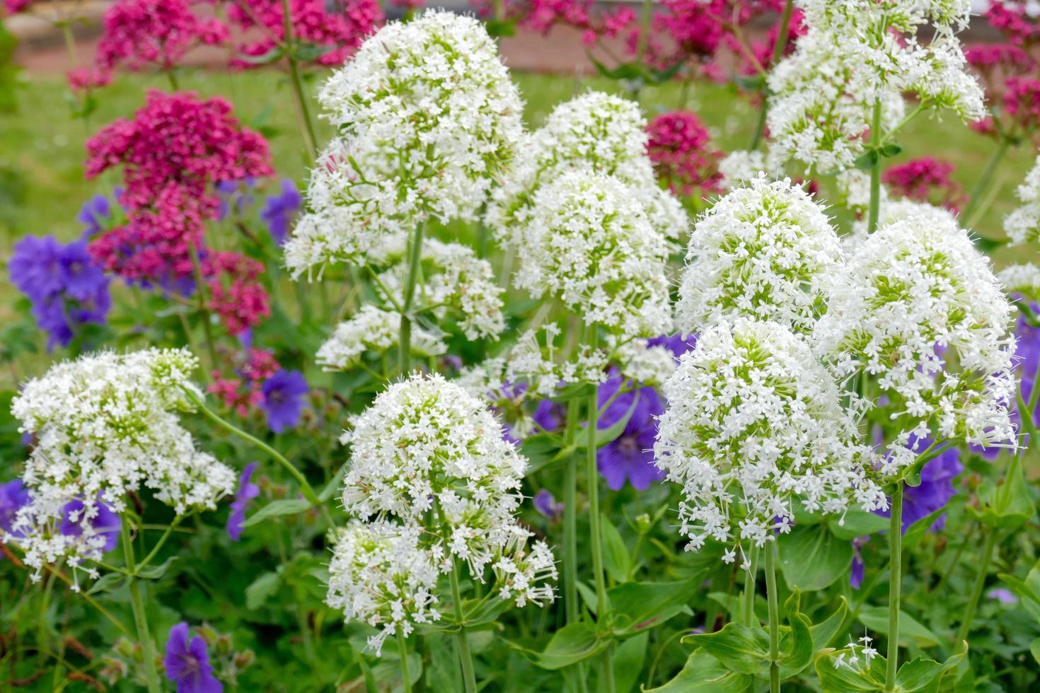 röd och vit valeriana foto