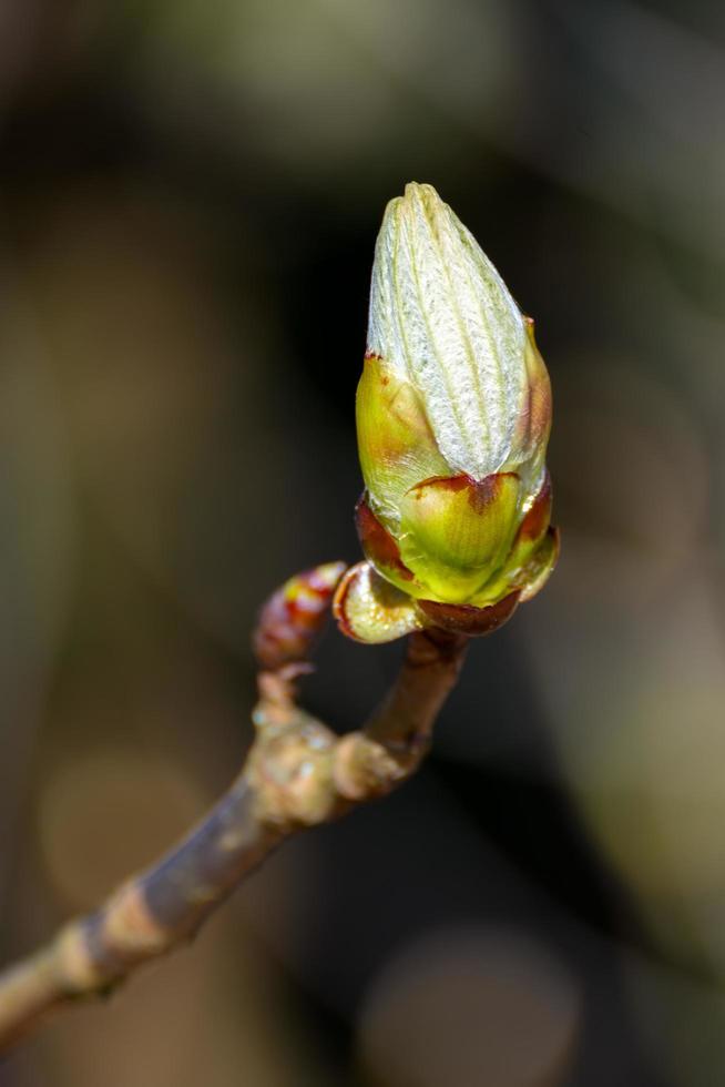 klibbig knopp av hästkastanjeträdet spricker i löv foto