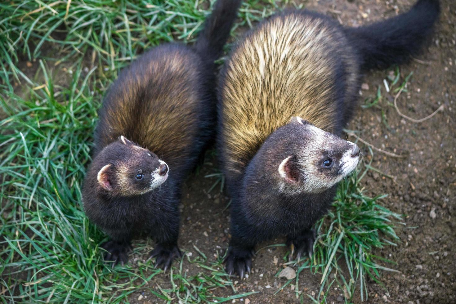 ett par europeiska polecats foto