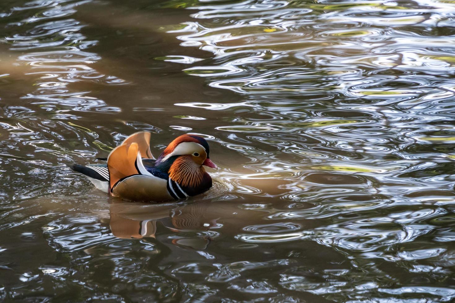 mandarin anka på sjön vid tilgate park i sussex foto