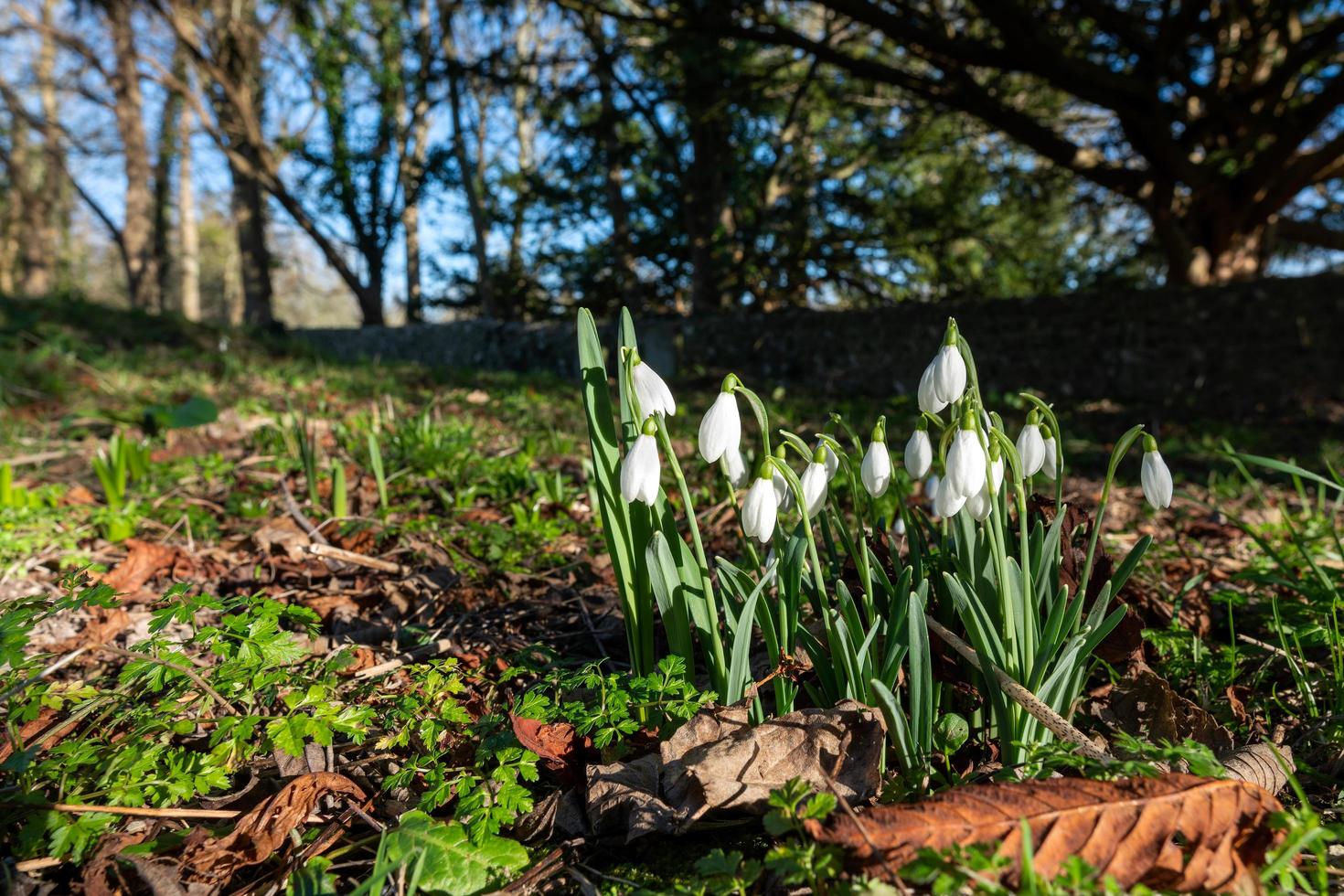 snödroppar som blommar i januari i folkington east sussex foto