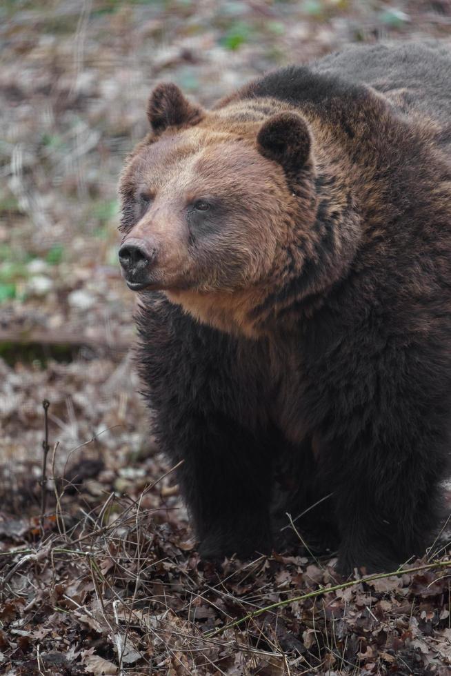 porträtt av brun björn foto
