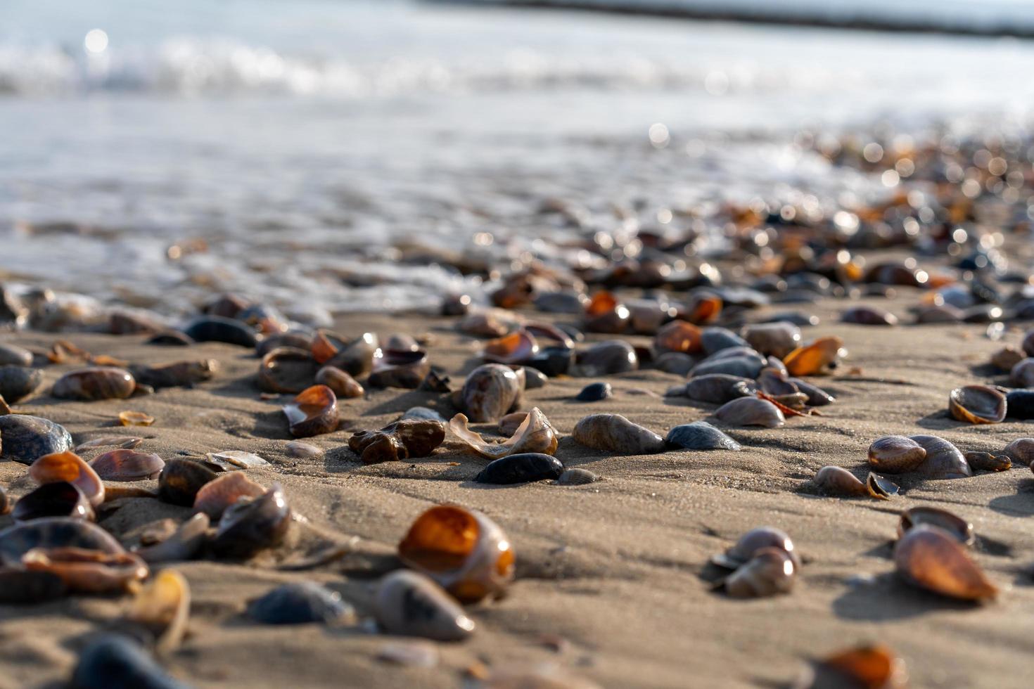 snäckor spolats upp på stranden foto