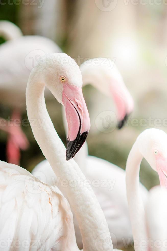 rosa flamingo-närbild foto