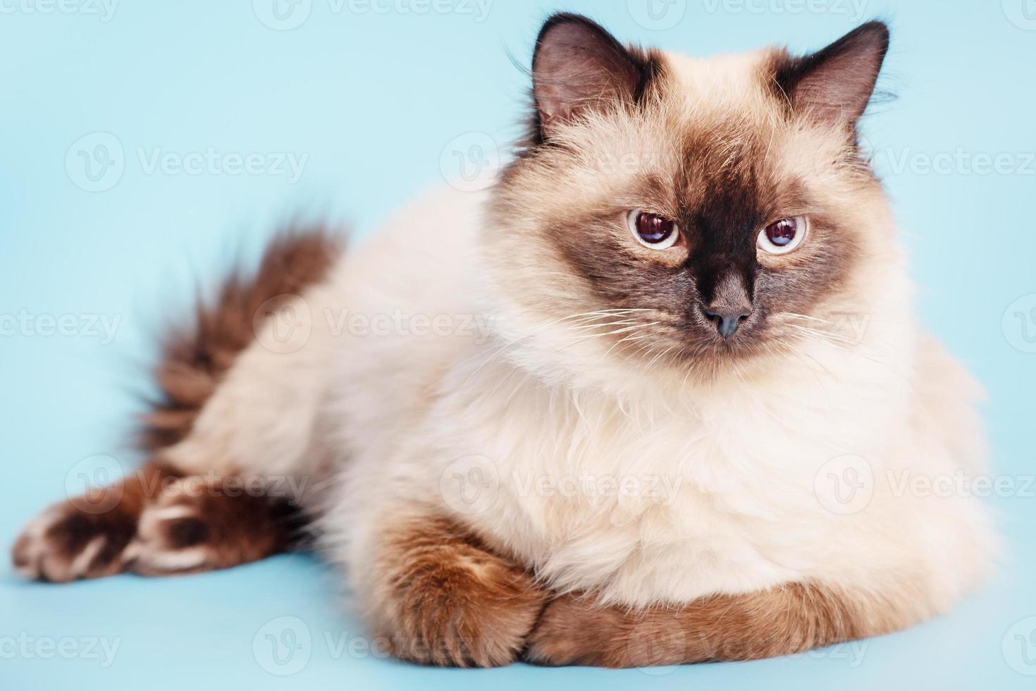 vacker fluffig katt på en blå bakgrund. den unga katten är renrasiga lögner. foto
