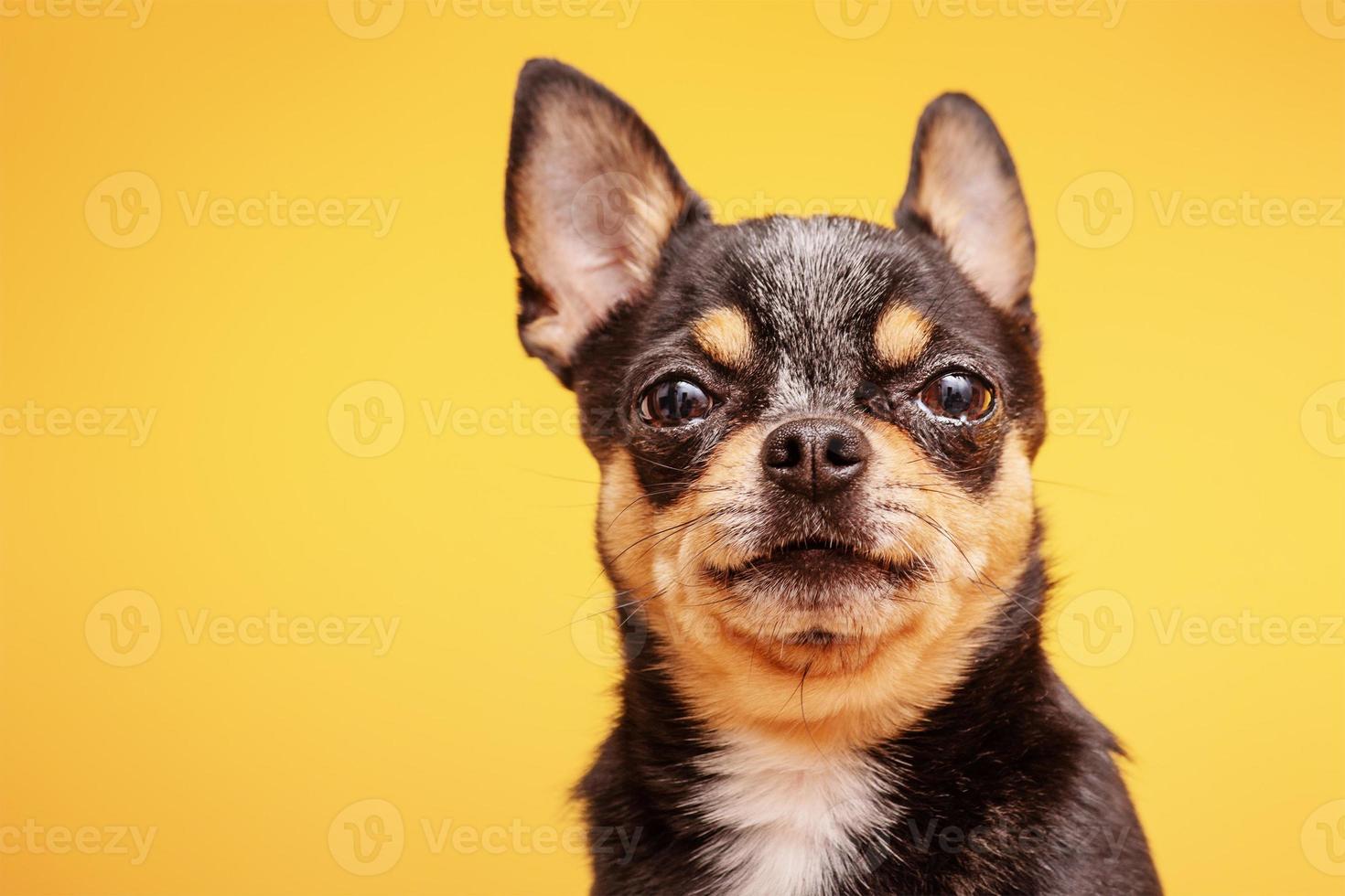 chihuahua hund tricolor på gul bakgrund. stamtavla hund porträtt. svart hund. foto