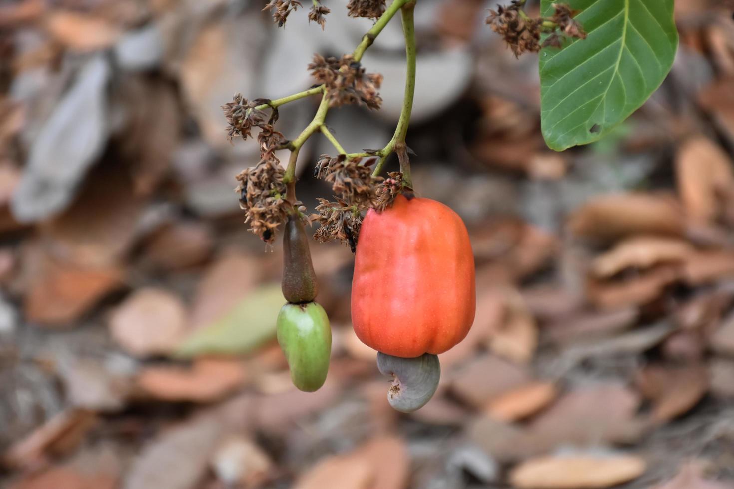asiatiska mogna cashewäpplefrukter hängande på grenar redo att skördas av bönder. mjukt och selektivt fokus. foto