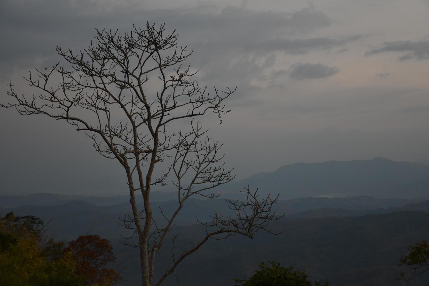 torra träd mot en bergsbakgrund på morgonen på dagen. foto