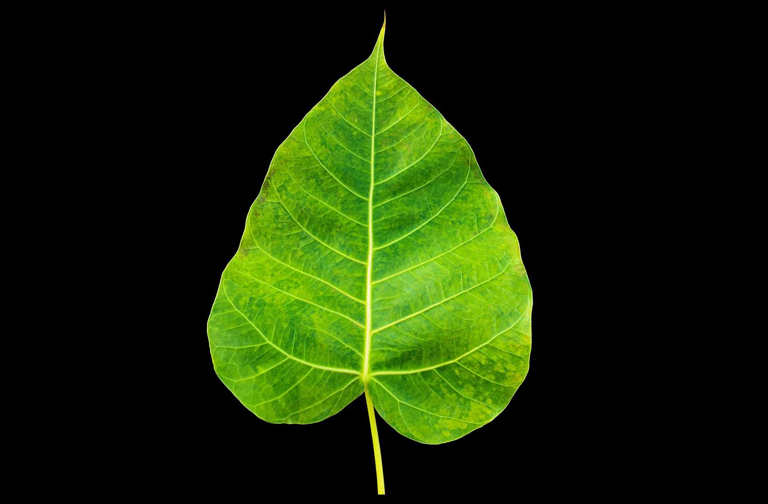 isolerade ficus religiosa blad med urklippsbanor. foto