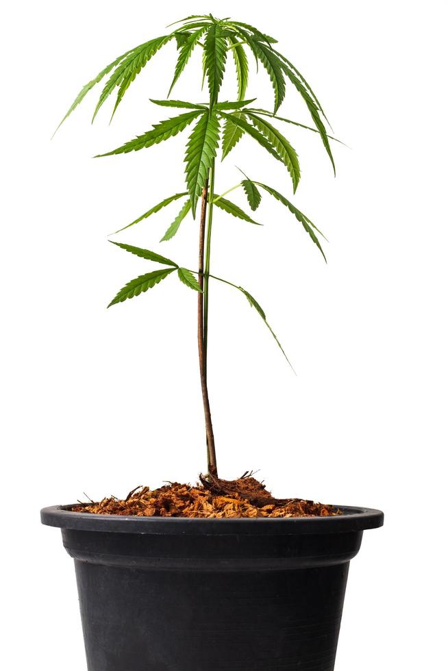 cannabisväxt eller hampa på isolera vit bakgrund, marijuana som en medicinsk ört utskärning i bakgrunden med urklippsbana, framifrån. foto