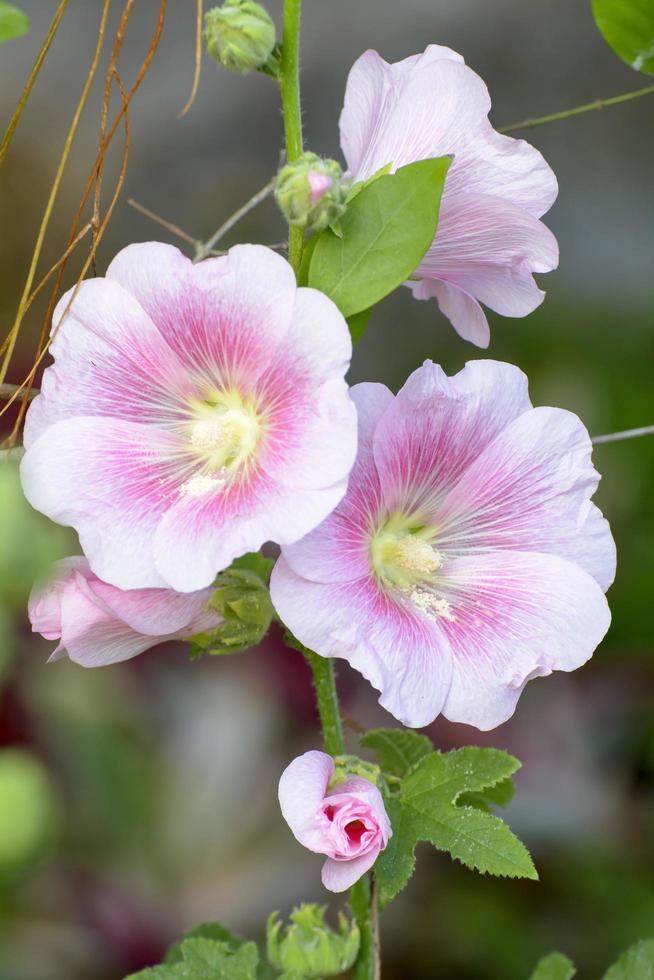 hollyhock blomma i trädgården. foto