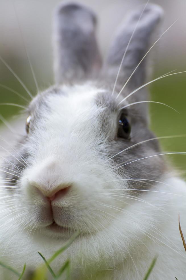kaniner är små däggdjur. kanin är ett vardagsnamn för en kanin. foto