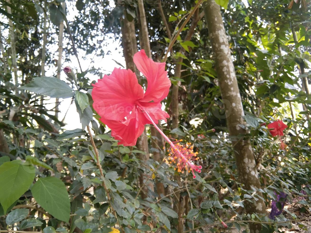 röd hibiskusblomma foto