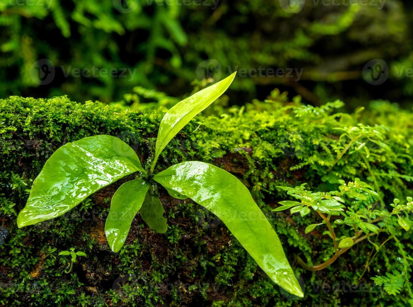 friskhet små ormbunksblad med mossa och alger i den tropiska trädgården foto