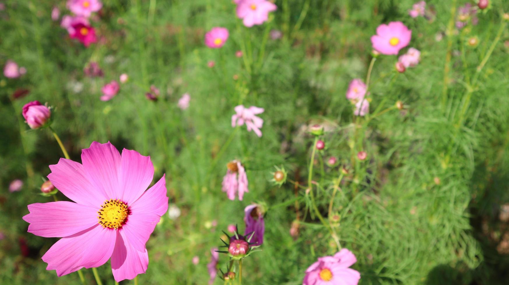 sommarfält med rosa prästkragar som växer på blomäng. foto