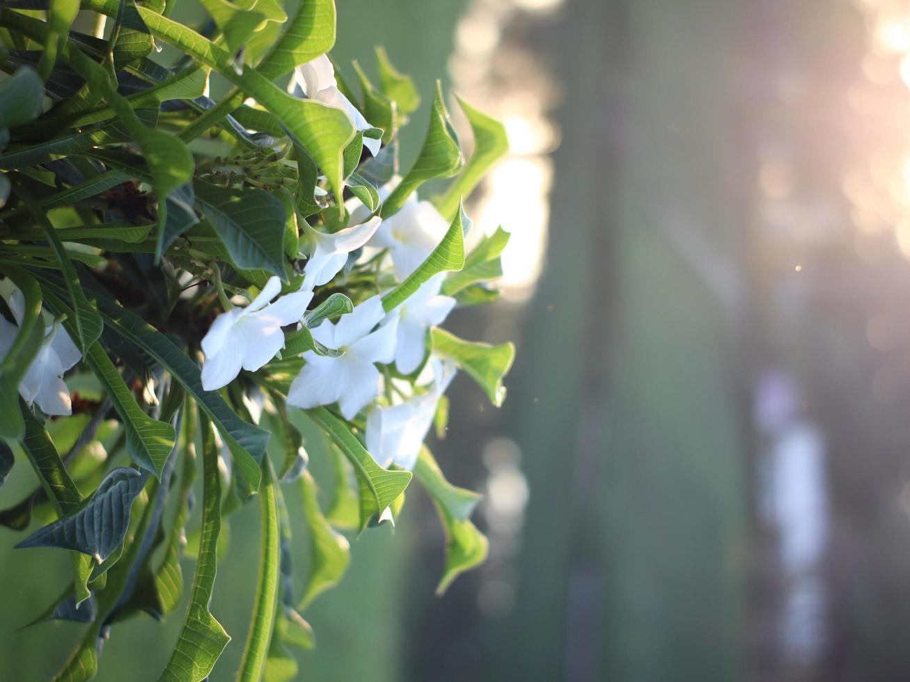 vit pagodblomma blommar på våren foto