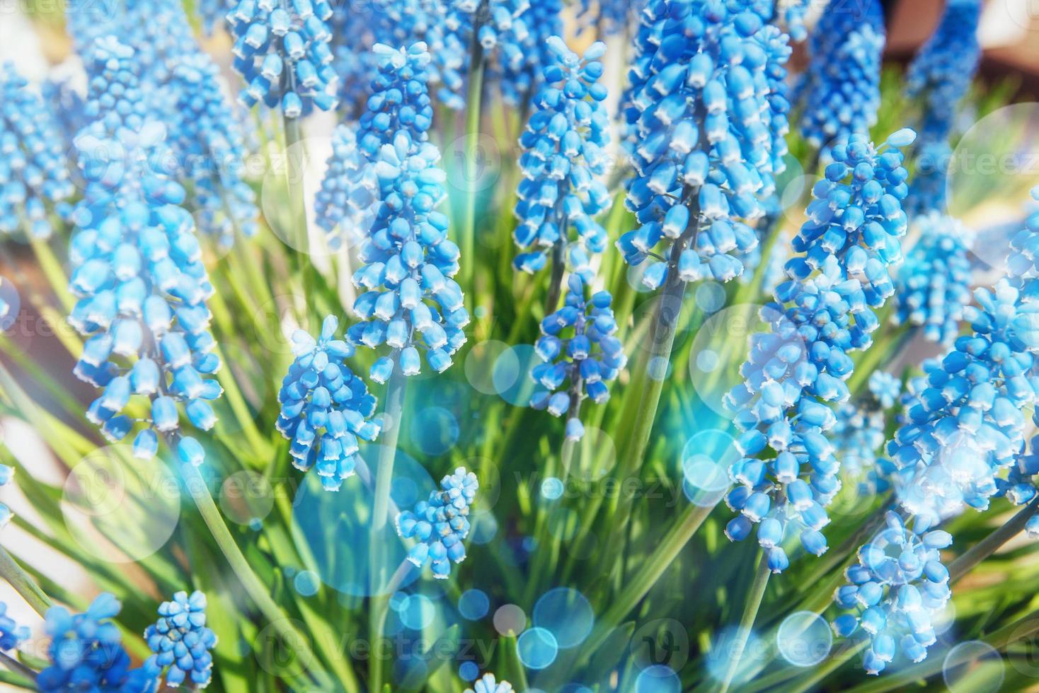 rabatt med blå blommor på rabatt muskari upplyst av foto