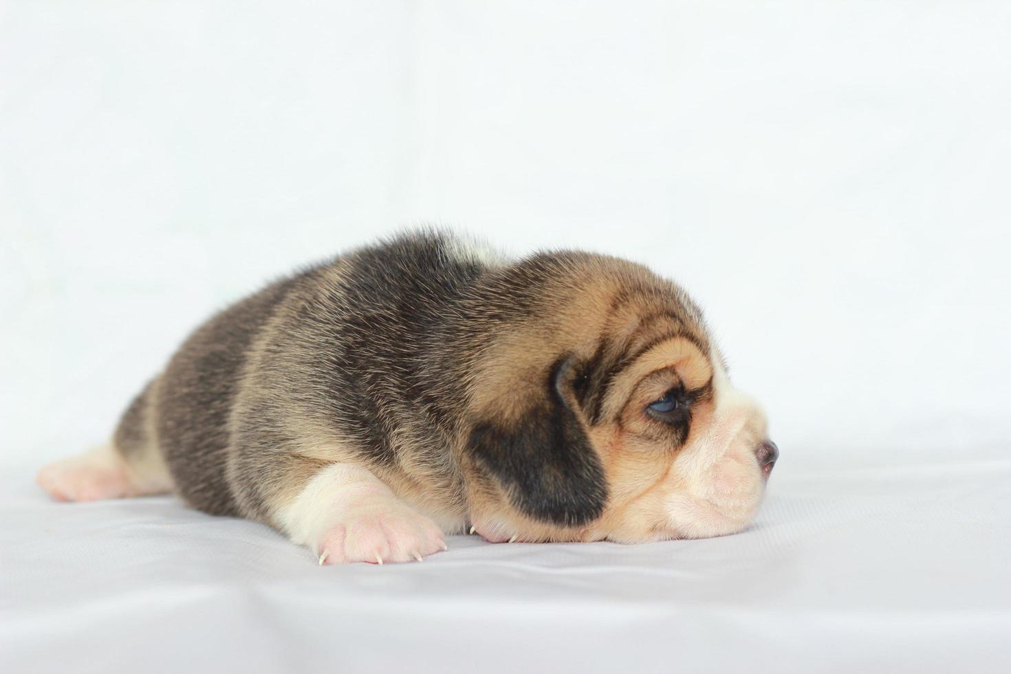 bedårande beagle på vit skärm. beaglar används i en rad forskningsprocedurer. det allmänna utseendet på beagle liknar en miniatyr rävhund. beaglar har utmärkta näsor. foto