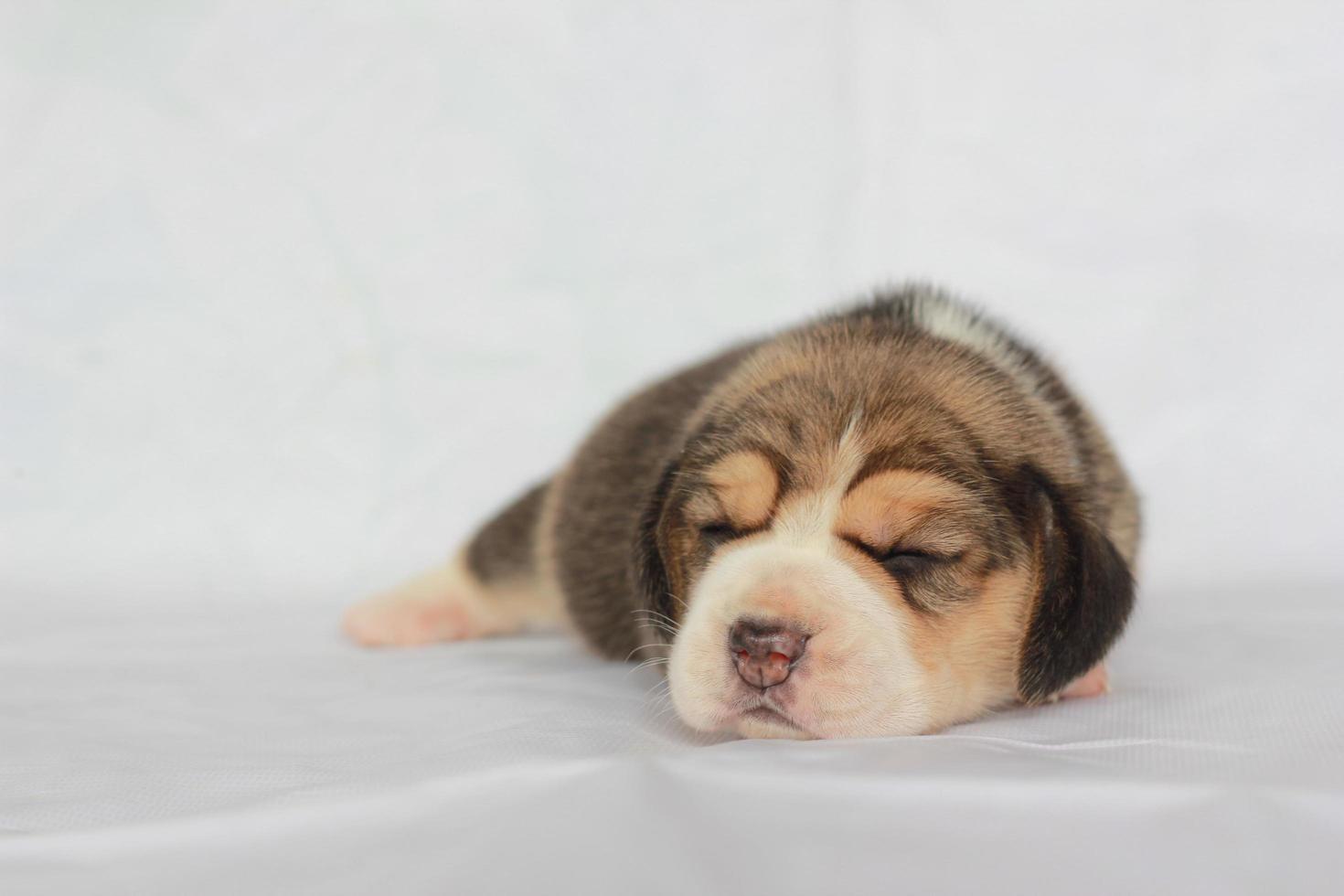 bedårande beagle på vit skärm. beaglar används i en rad forskningsprocedurer. det allmänna utseendet på beagle liknar en miniatyr rävhund. beaglar har utmärkta näsor. foto