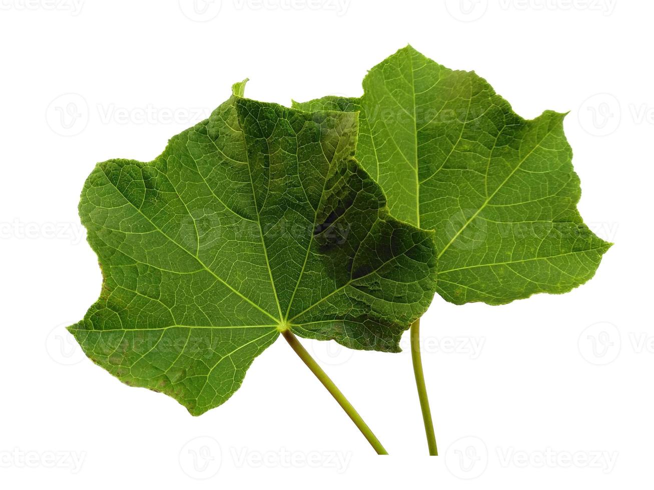 ricinus communis blad isolerad på vit bakgrund foto