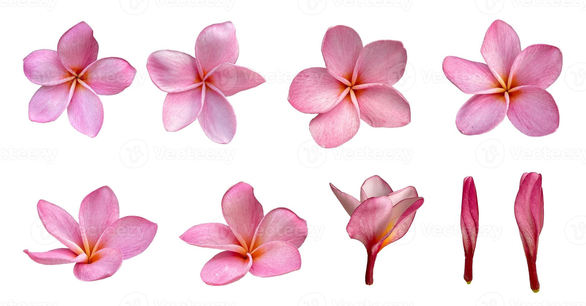 rosa plumeria blomma eller frangipani blomma isolerade vit bakgrund foto