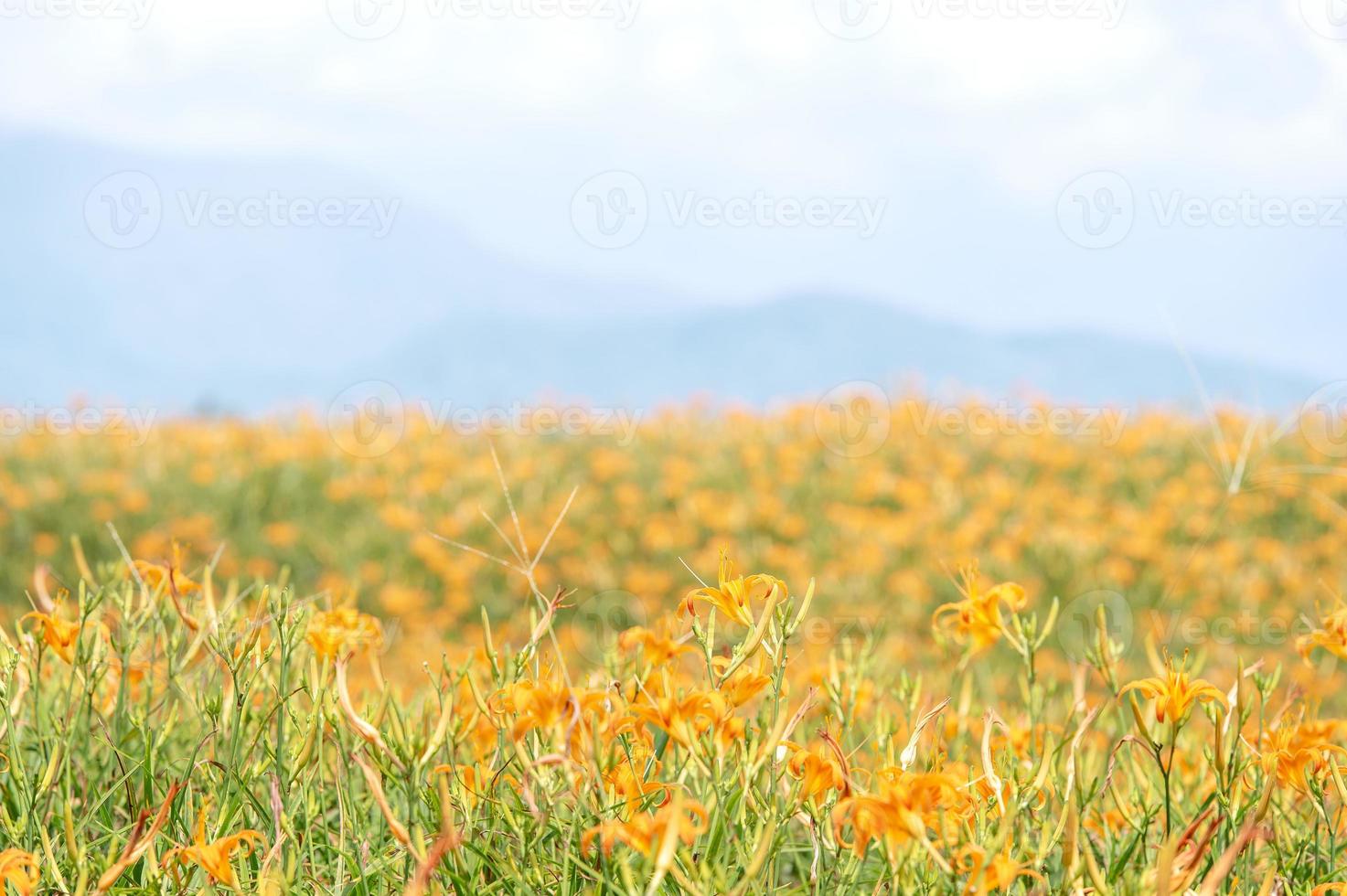 vacker orange daglilja blomstergård på sextio klippberg liushidan berg med blå himmel och moln, fuli, hualien, taiwan, närbild, kopieringsutrymme foto