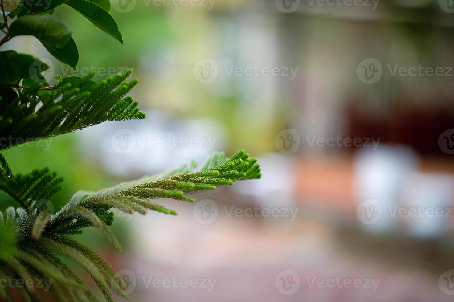 vackra gröna löv under regnperioden. naturligt koncept foto